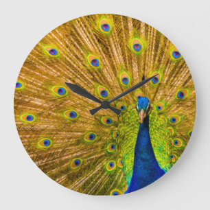 Peacock, Silver Herfsten, Kauai, Hawaii Grote Klok