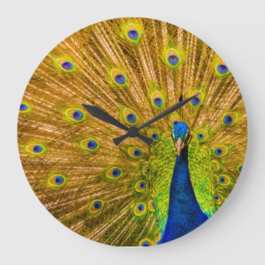 Peacock, Silver Herfsten, Kauai, Hawaii Grote Klok (Voorkant)