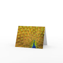 Peacock, Silver Herfsten, Kauai, Hawaii