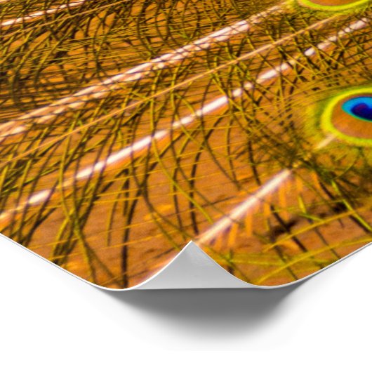 Peacock, Silver Herfsten, Kauai, Hawaii Poster (Hoek)