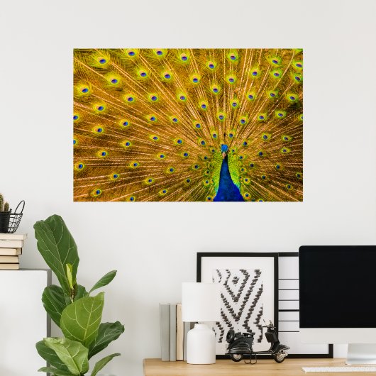 Peacock, Silver Herfsten, Kauai, Hawaii Poster (Thuiskantoor)