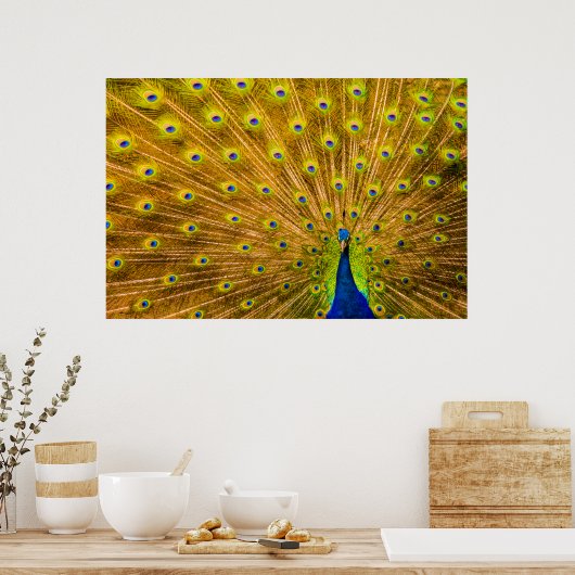 Peacock, Silver Herfsten, Kauai, Hawaii Poster (Keuken)