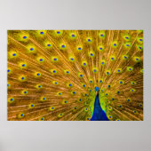 Peacock, Silver Herfsten, Kauai, Hawaii Poster (Voorkant)