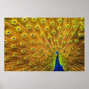 Peacock, Silver Herfsten, Kauai, Hawaii Poster