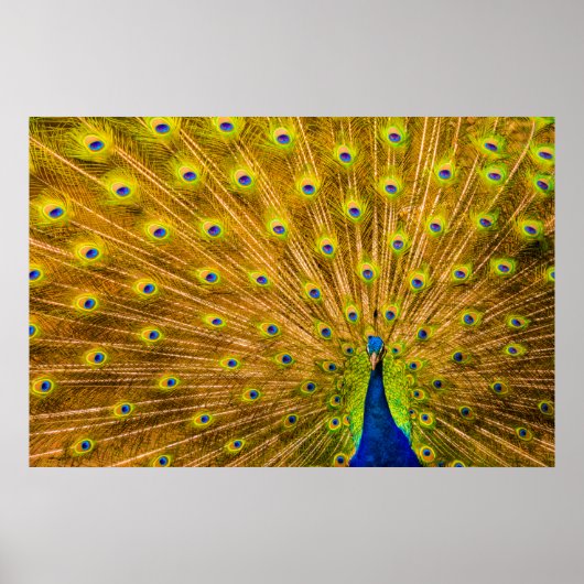 Peacock, Silver Herfsten, Kauai, Hawaii Poster (Voorkant)