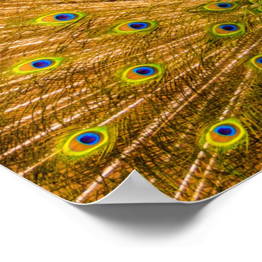 Peacock, Silver Herfsten, Kauai, Hawaii Vertical Poster (Hoek)