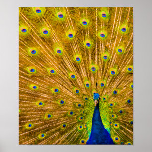 Peacock, Silver Herfsten, Kauai, Hawaii Vertical Poster