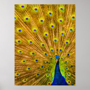 Peacock, Silver Herfsten, Kauai, Hawaii Vertical Poster