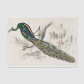 Peacock Sir William Jardine  Antiek Tissuepapier (Voorkant)