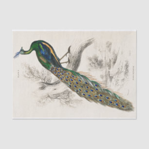 Peacock Sir William Jardine  Antiek Tissuepapier