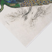 Peacock Sir William Jardine Antiek Tissuepapier (Detail)