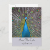 Peacock Sla de datum op Aankondigingskaart (Voorkant / Achterkant)