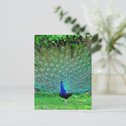 Peacock Slight Briefkaart (Staand voorkant)