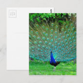 Peacock Slight Briefkaart (Voorkant / Achterkant)