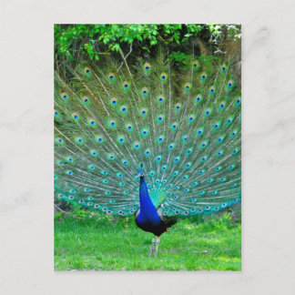 Peacock Slight Briefkaart