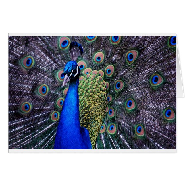 Peacock sluiten (Voorkant Horizontaal)