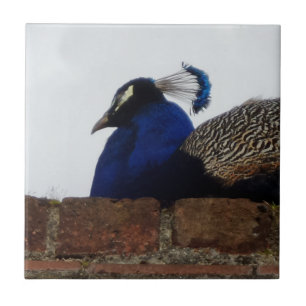 Peacock Small (4,25 x 4,25 inch) keramische foto's Tegeltje