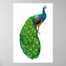 Peacock Small Poster