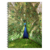 Peacock Spiral notebook Notitieboek (Voorkant)