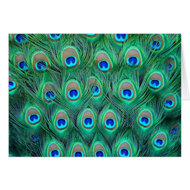 Peacock Splendor (Voorkant Horizontaal)