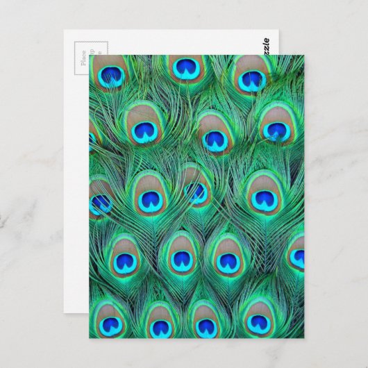 Peacock Splendor Briefkaart (Voorkant / Achterkant)