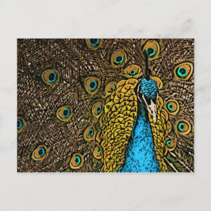 Peacock Splendor Illustratie Briefkaart