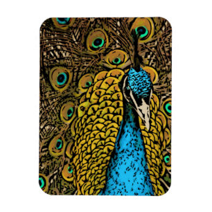 Peacock Splendor Illustratie Magneet