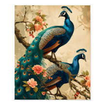 Peacock Splendor