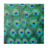 Peacock Splendor Tegeltje (Voorkant)