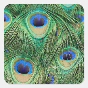Peacock Sticker