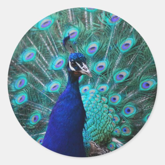  Peacock Sticker (Voorkant)
