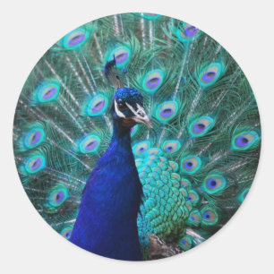  Peacock Sticker