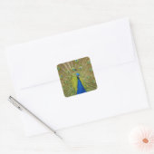 Peacock Stickers (Envelop)