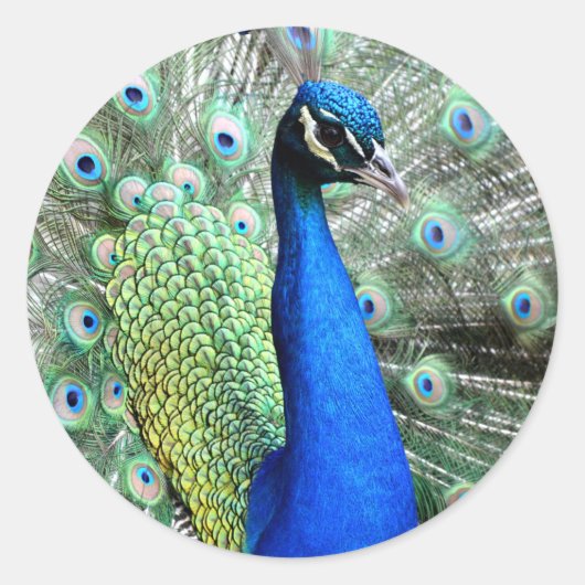Peacock Stickers (Voorkant)