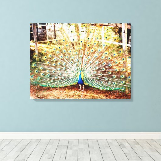 Peacock Stretched Canvas Afdrukken (Insitu (Houten vloer))