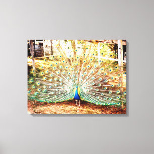 Peacock Stretched Canvas Afdrukken
