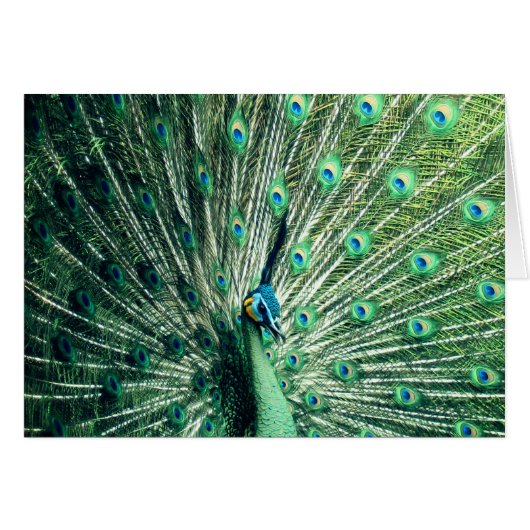 Peacock Strut (Voorkant Horizontaal)