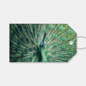 Peacock Strut Cadeaulabel (Voorkant (Horizontaal))