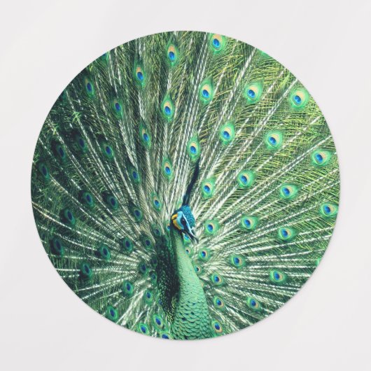 Peacock Strut Labels (Design 1)