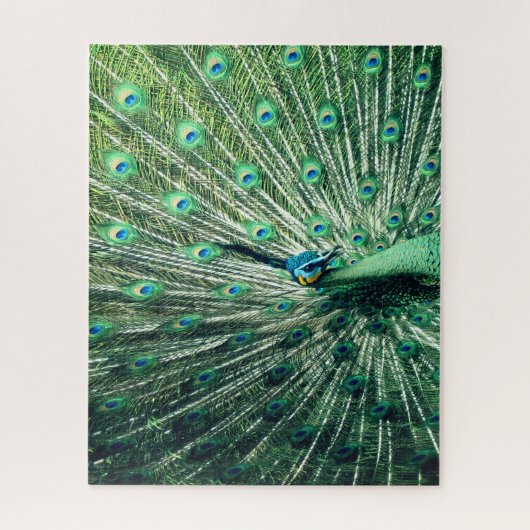 Peacock Strut Legpuzzel (Verticaal)