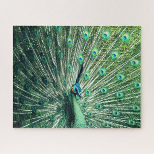 Peacock Strut Legpuzzel