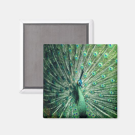 Peacock Strut Magneet (Voorkant / Achterkant)