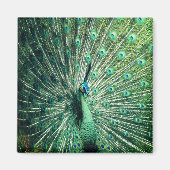 Peacock Strut Magneet (Voorkant)