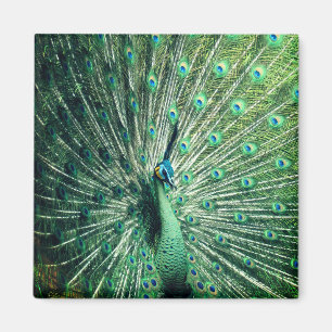 Peacock Strut Magneet