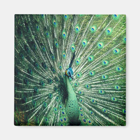 Peacock Strut Magneet (Voorkant)