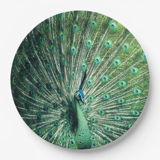 Peacock Strut Papieren Bordje (Voorkant)