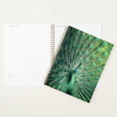 Peacock Strut Planner (Display)