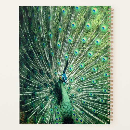 Peacock Strut Planner (Achterkant)