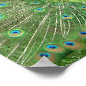 Peacock Strut Poster (Hoek)