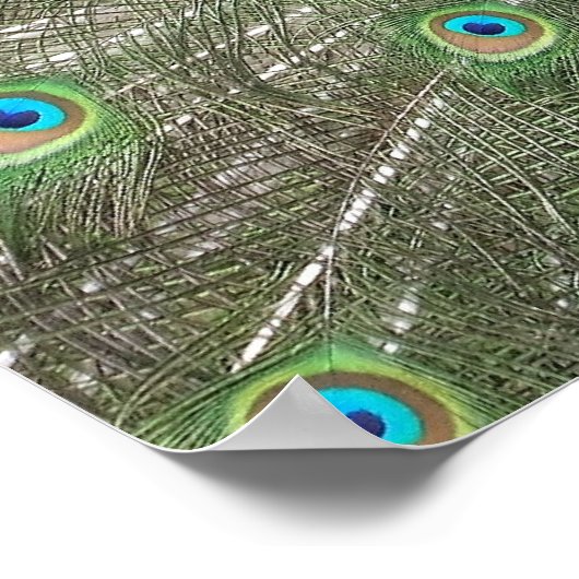 Peacock Strut Print (Hoek)